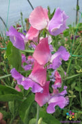 Ella Mountbatten Sweet Pea Seeds - 50+ Pack - Heirloom Variety - Lathyrus odoratus - Garden Planting, USA