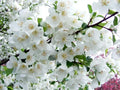 Snowdrift Crabapple Seeds - 25+ Heirloom Seeds for Garden Planting - Malus 'Snowdrift' - USA - Free Shipping