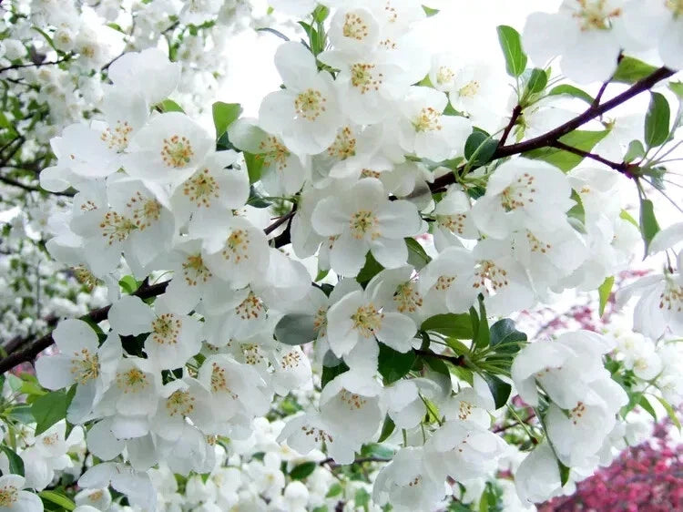 Snowdrift Crabapple Seeds - 25+ Heirloom Seeds for Garden Planting - Malus 'Snowdrift' - USA - Free Shipping