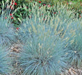 Blue Fescue Grass Seeds - 300+ Drought Tolerant Clumping Ornamental Grass - Festuca glauca