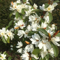 Magnolia Tree - Fairy White - Michelia doltsopa - Well Rooted - Fragrant White Blooms