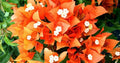 Fire Opal Bougainvillea Starter Plant - Well Rooted Bare Root Plug - Bougainvillea Spectabilis