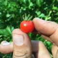 Red Currant Tomato Seeds - 30+ Heirloom Organic NON-GMO Seeds - Ideal for Home Gardens - Solanum lycopersicum