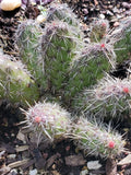 Spiny Cat's Paw Cactus Cuttings - 2 Live Cuttings - Unique Succulent - Opuntia microdasys