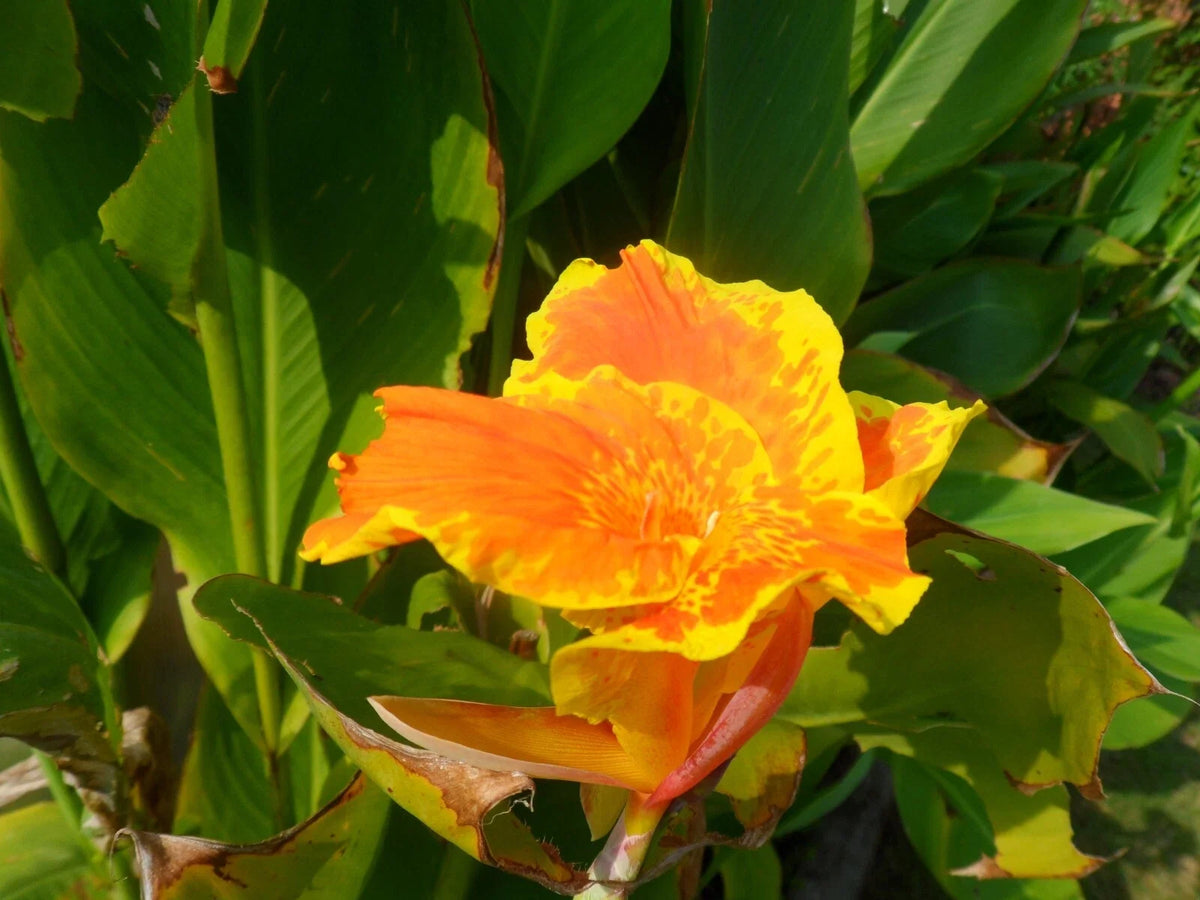 Canna Lily Rhizome 1" Florence Vaughan - Tropical Flowering Plant, Canna indica