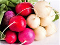 Easter Egg Radish Seeds NON-GMO 200+ Seeds for Planting - Raphanus sativus