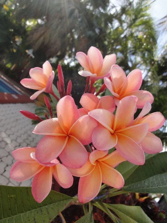 Light Pink Orange Plumeria Seeds - 5 Pack - Tropical Flower Seeds - Frangipani (Plumeria spp.) - US Seller
