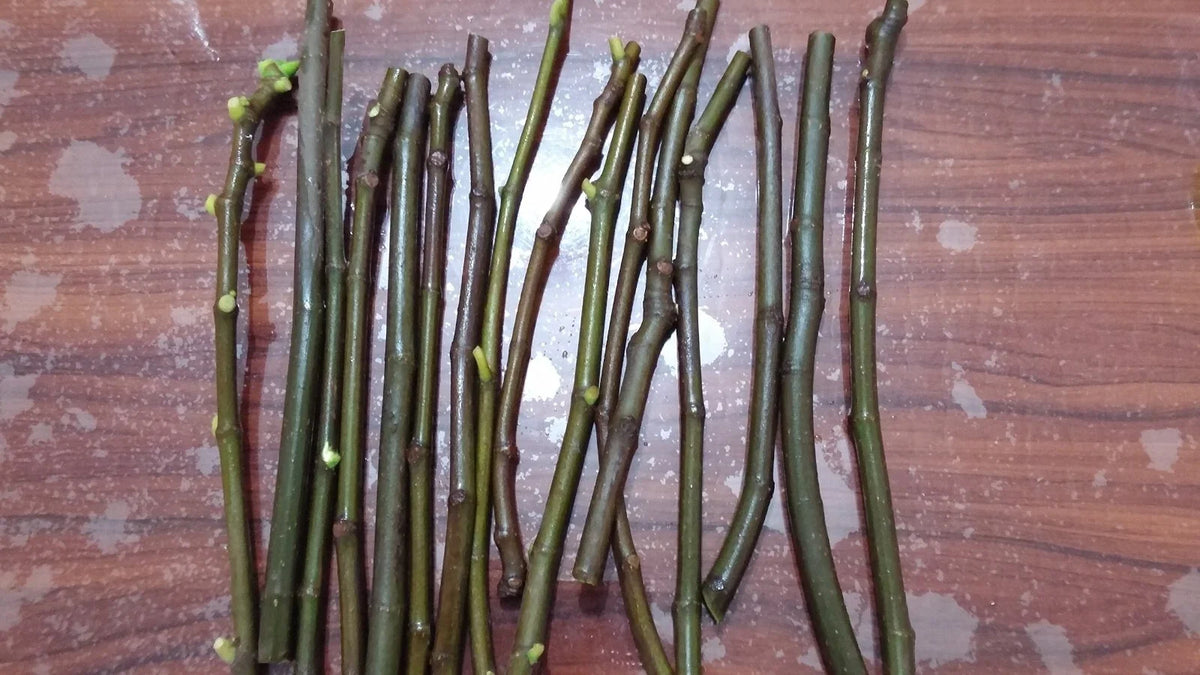 Desert King Fig Cuttings (Ficus carica) - 2 Unrooted 6-8" Cold Hardy Green Fig