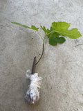 Fig Tree 10” Cutting (Bareroot) – Mature Old Plant Wood, Sweet Variety Starter