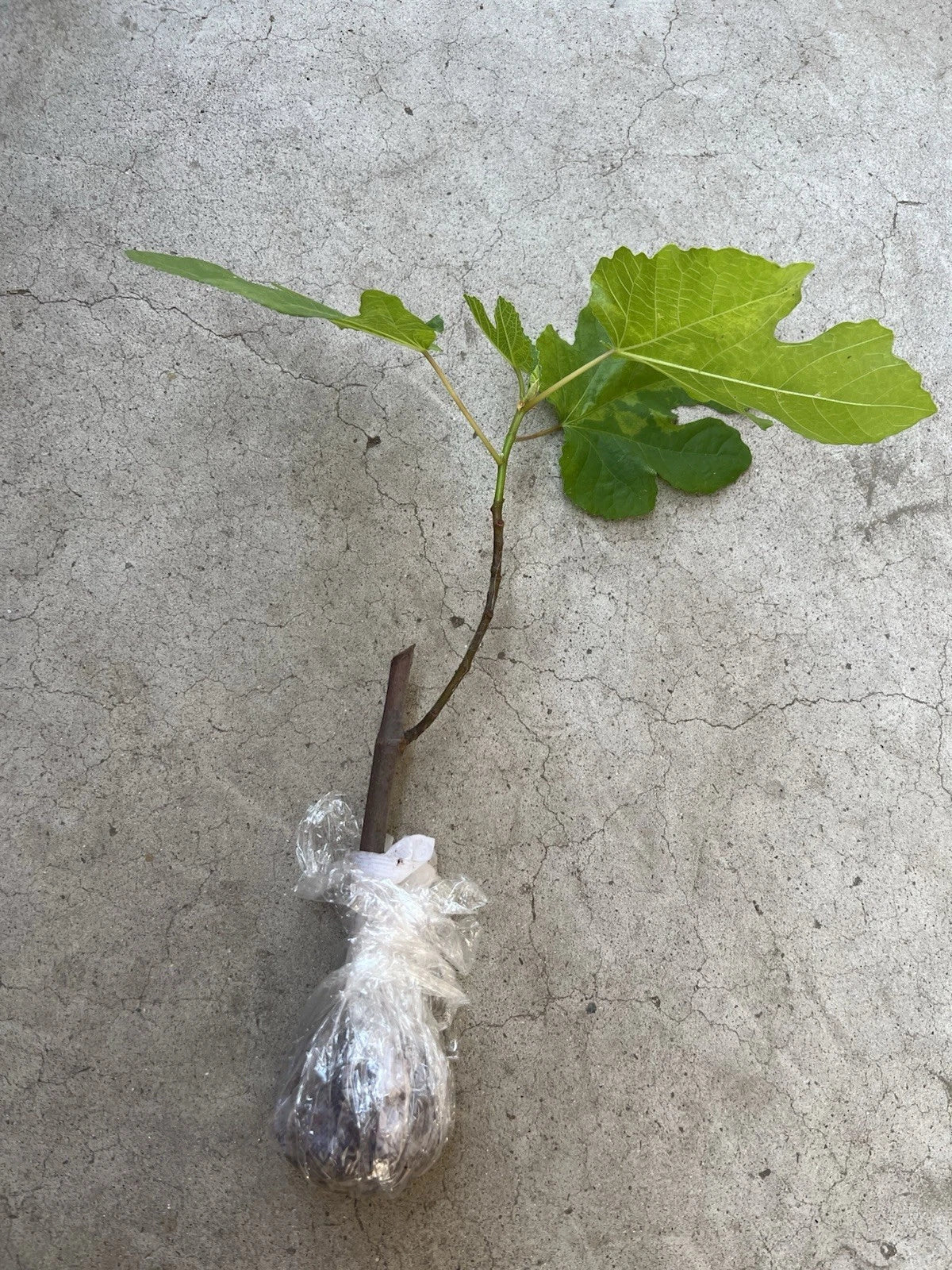 Fig Tree 10” Cutting (Bareroot) – Mature Old Plant Wood, Sweet Variety Starter