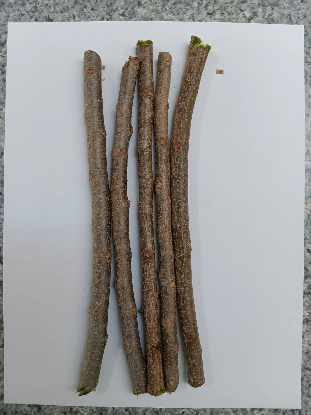 3 Fresh Hog Plum Cuttings (Spondias purpurea) – Unrooted Ciruela Spanish Plum for Propagation