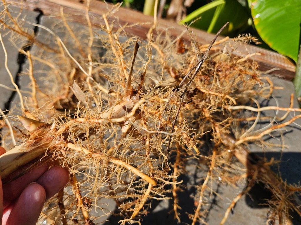 Madake Bamboo Rhizomes (Phyllostachys bambusoides) Bare Root - Fast-Growing Timber Bamboo