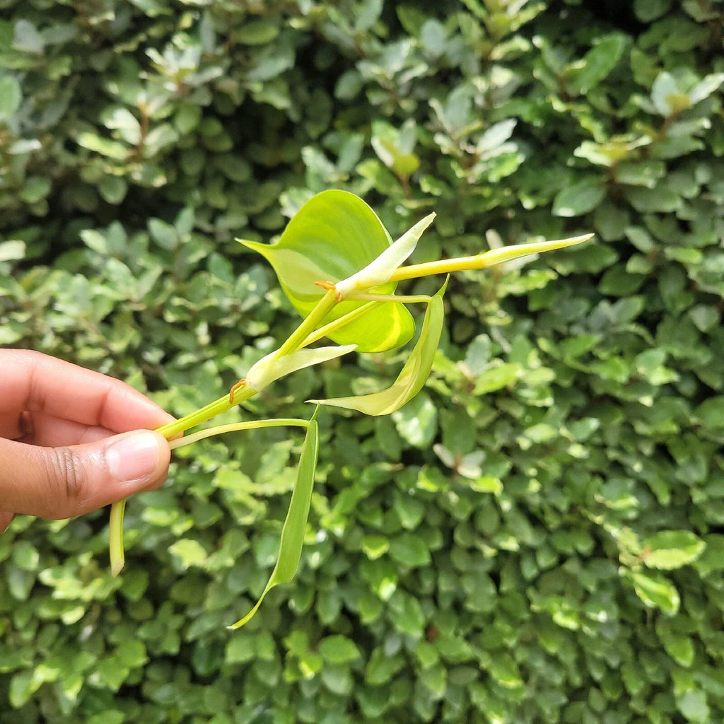 Philodendron Brasil Rooted Cutting – Variegated Heartleaf Philodendron