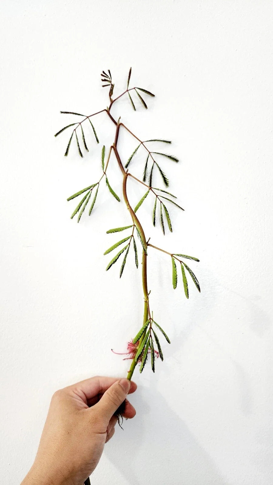 Water Mimosa Neptunia oleracea Live Bareroot Plant for Ponds - Floating/Marginal