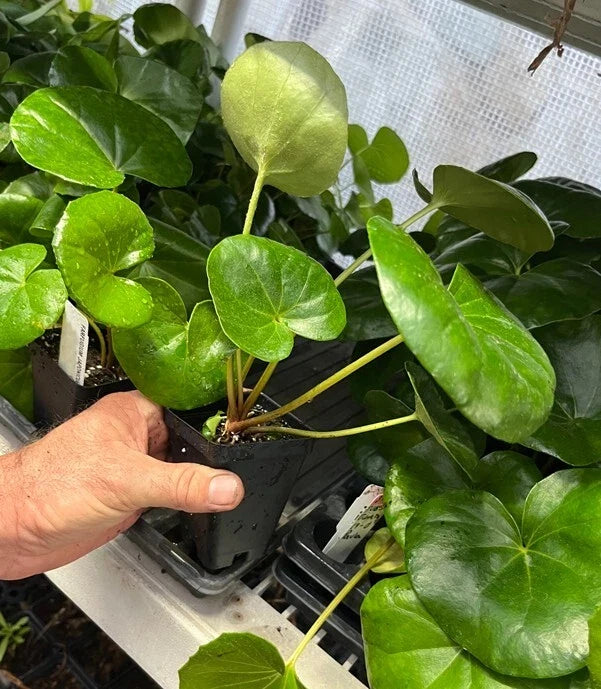 Giant Leopard Plant Farfugium japonicum ‘Giganteum’ – Live Starter Plant (Tractor Seat Plant) Shade Lover