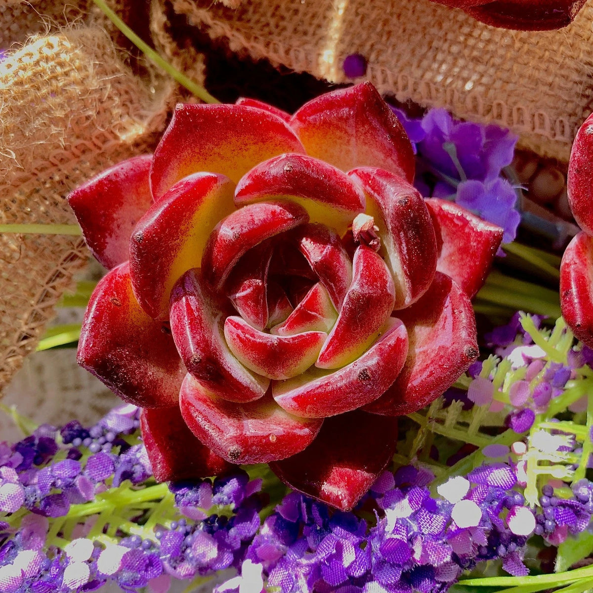 Echeveria LoveBird Bare Root Live Plant | Rare Succulent