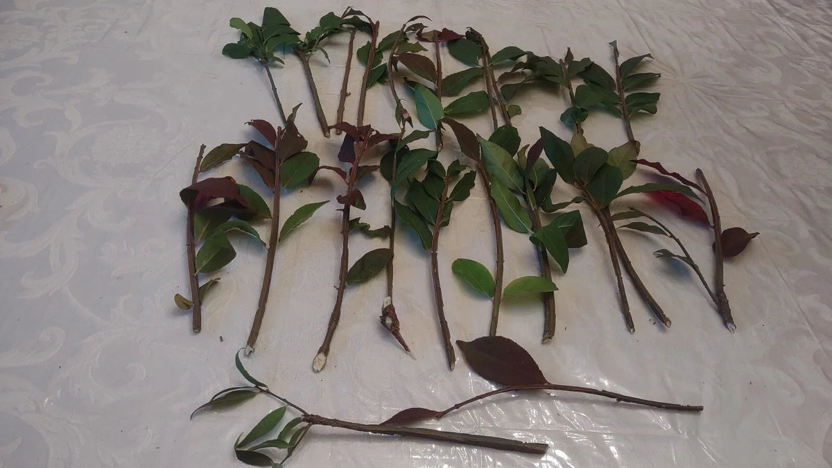 Cherry Laurel Cuttings (Prunus laurocerasus) - 20 Fresh Unrooted, Organic