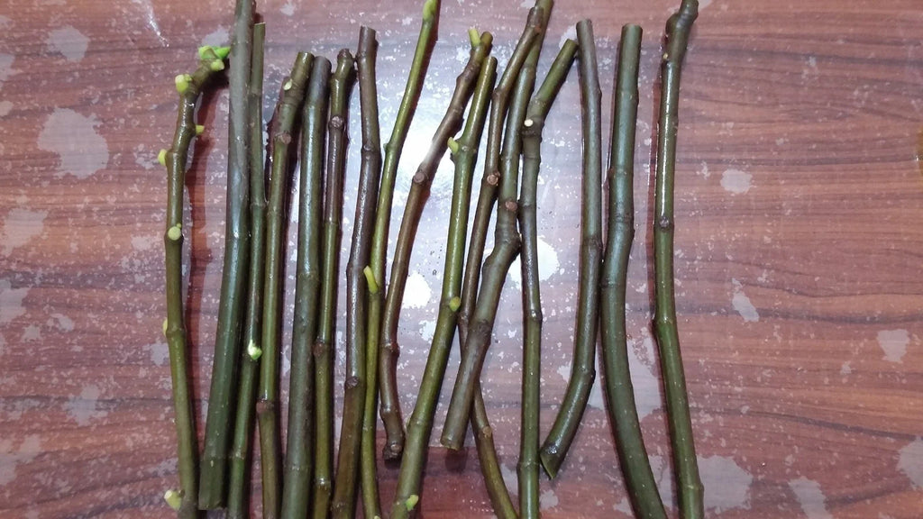 Lattarula Italian Honey Fig Cuttings (2 Unrooted, 6–8") Ficus carica - Cold Hardy, Self-Fertile
