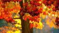 Norway Maple Tree Seeds - 20 Count - Stunning Fall Foliage - Acer platanoides