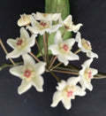 Hoya Oblongacutifolia Plant in 2.5" Pot - Rooted Hoya Species, Easy Care Houseplant, Tropical Indoor Plant