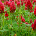 Crimson Clover Seeds | NON-GMO Cover Crop | Heirloom Garden Seeds | Trifolium incarnatum