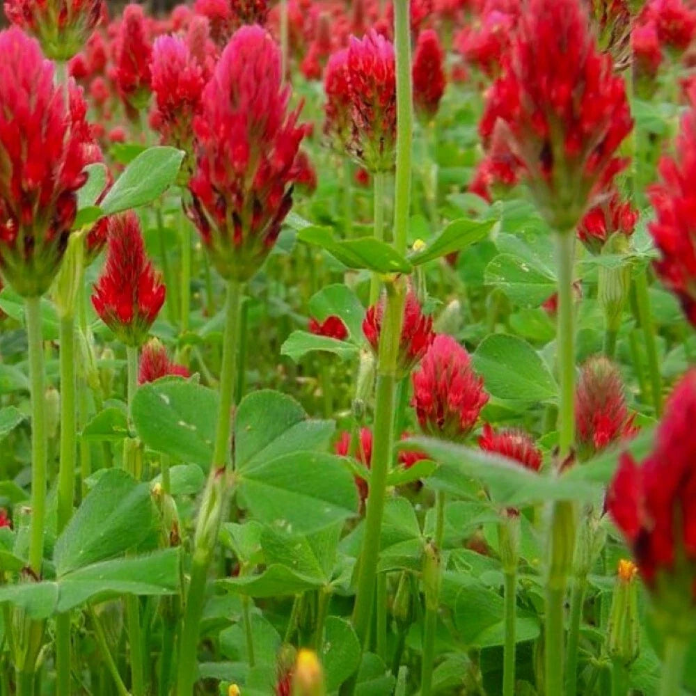 Crimson Clover Seeds | NON-GMO Cover Crop | Heirloom Garden Seeds | Trifolium incarnatum