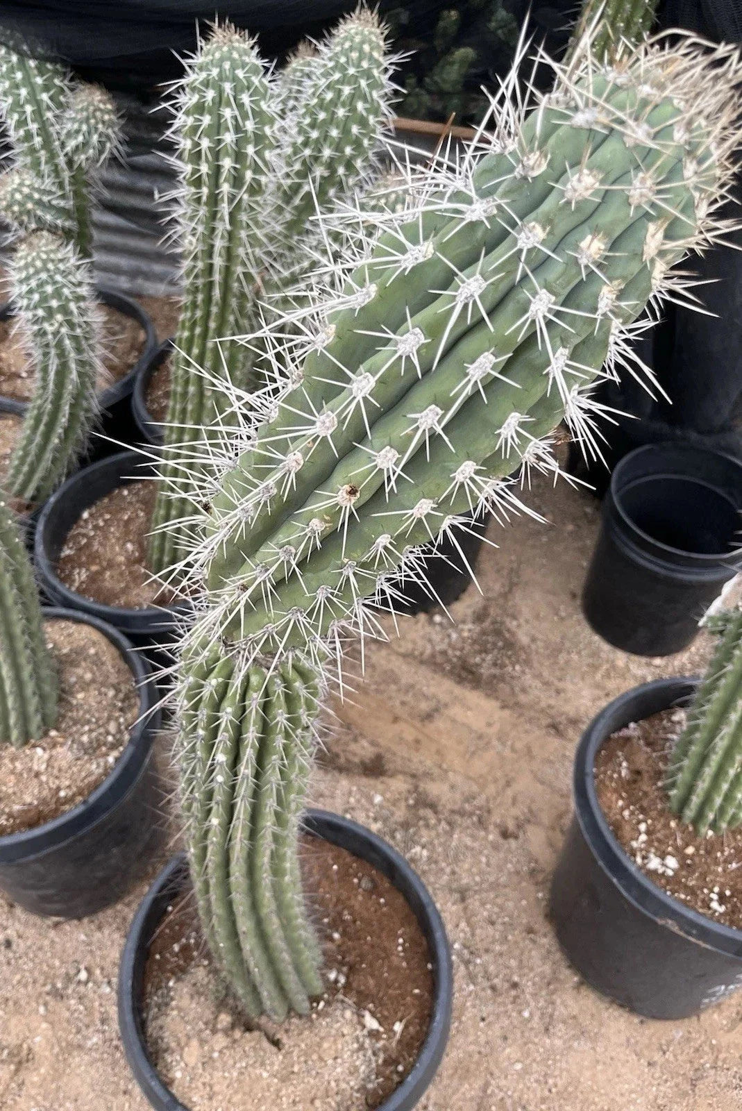 Argentinian Saguaro Cutting 38” Thick Stetsonia Coryne Live Plant XL Spines A025