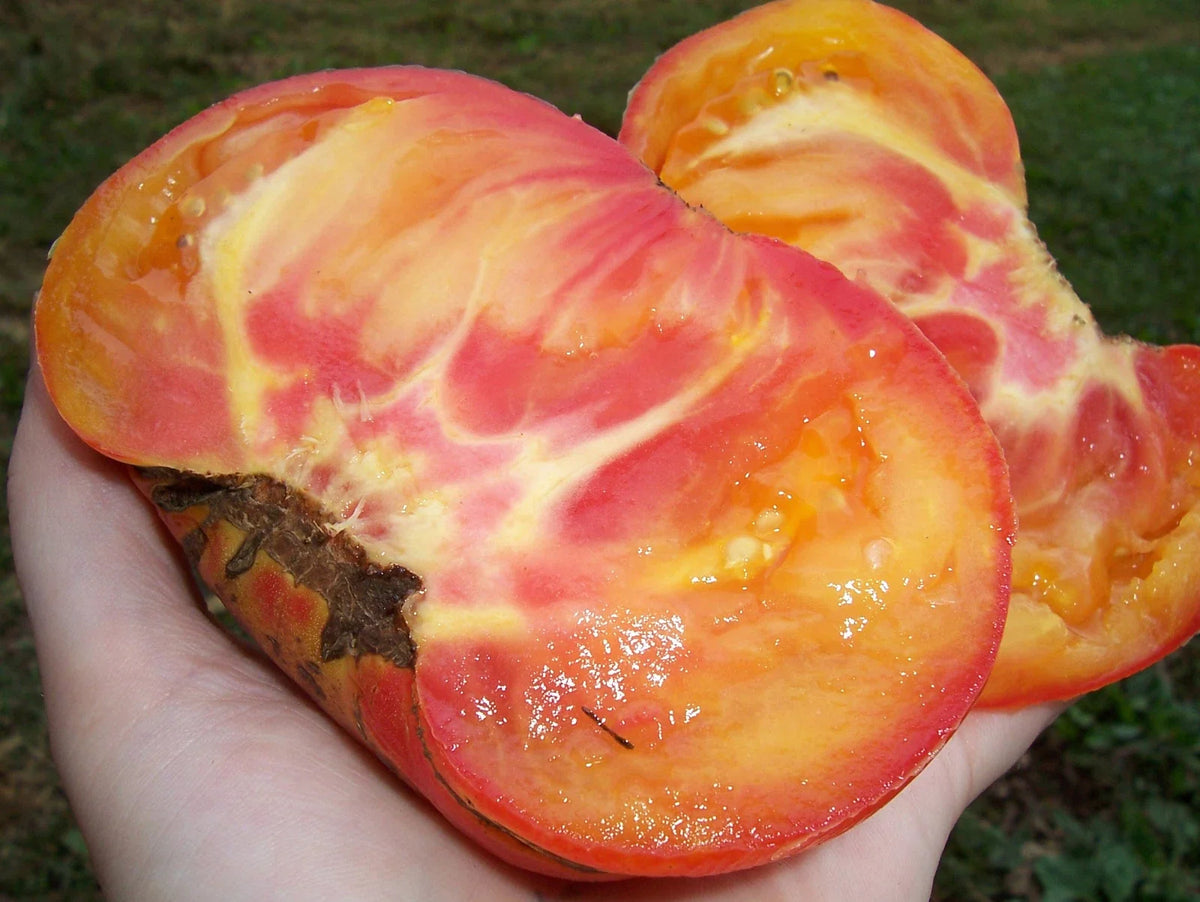 Big Rainbow Tomato Seeds - 30+ Heirloom Organic Non-GMO - Rare Variety