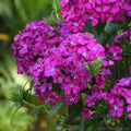 Joly Purple Carnation Seeds - 200+ Count for Garden Planting - Dianthus caryophyllus