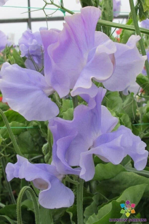 Charlie's Angel Sweet Pea Seeds - 50+ Pack - Garden Flower Seeds for Planting - Lathyrus odoratus