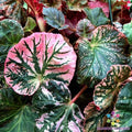 Midnight Sun Begonia Seeds - 25+ Pack for Garden Planting - USA - Free Shipping - (Begonia x tuberhybrida)