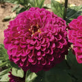 Tudor Zinnia Seeds - 100+ Pack for Garden Planting - Zinnia elegans - USA Grown, Non-GMO, Free Shipping
