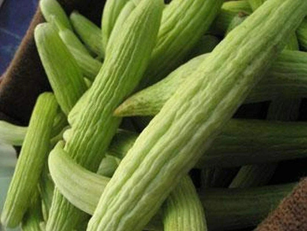 Armenian Cucumber Seeds, Metki Pale, White Serpent, NON-GMO, Burpless Variety, Heirloom Seeds for Gardening
