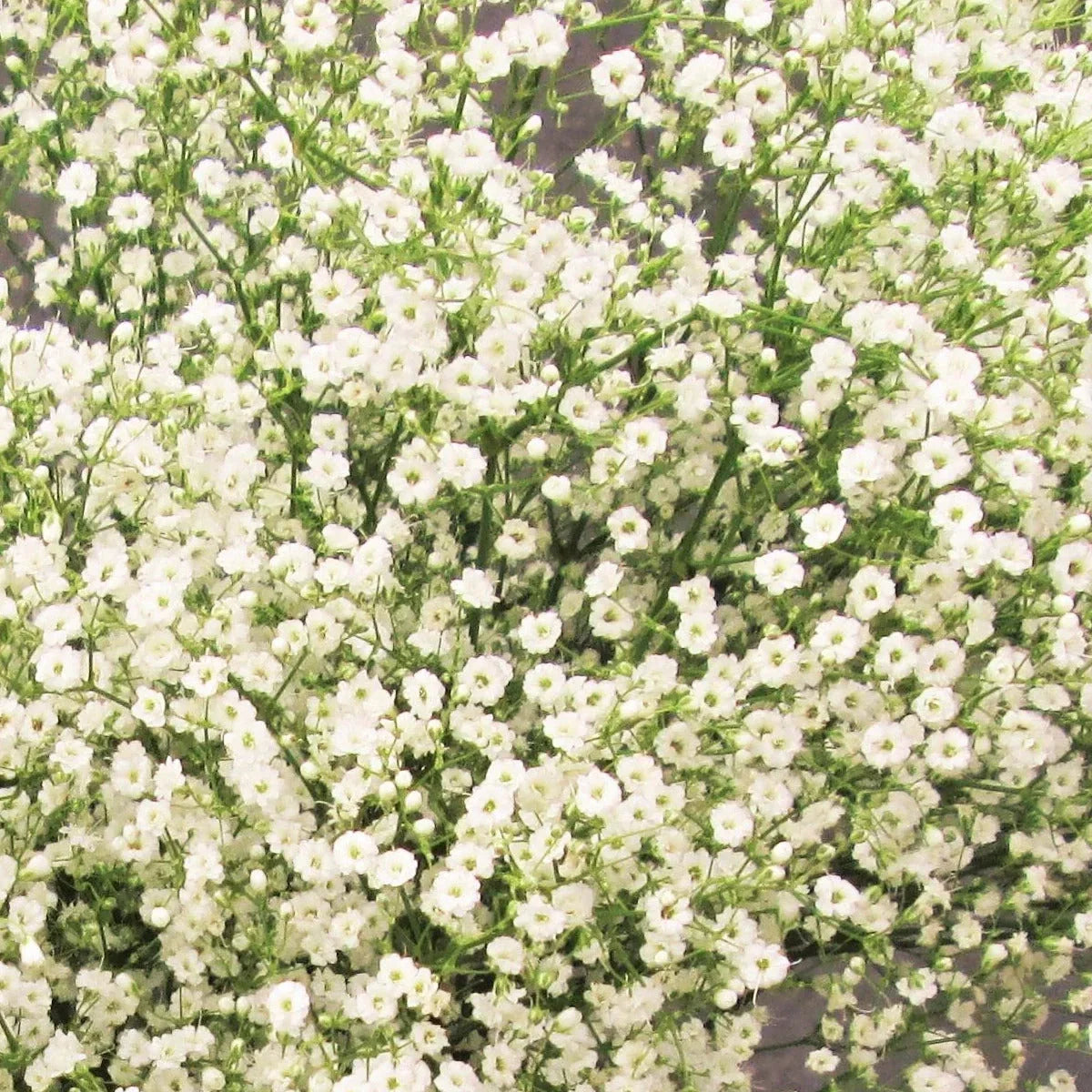 Annual Baby's Breath Seeds - 2025 Planting Gypsophila Elegans - Showy White Flowers