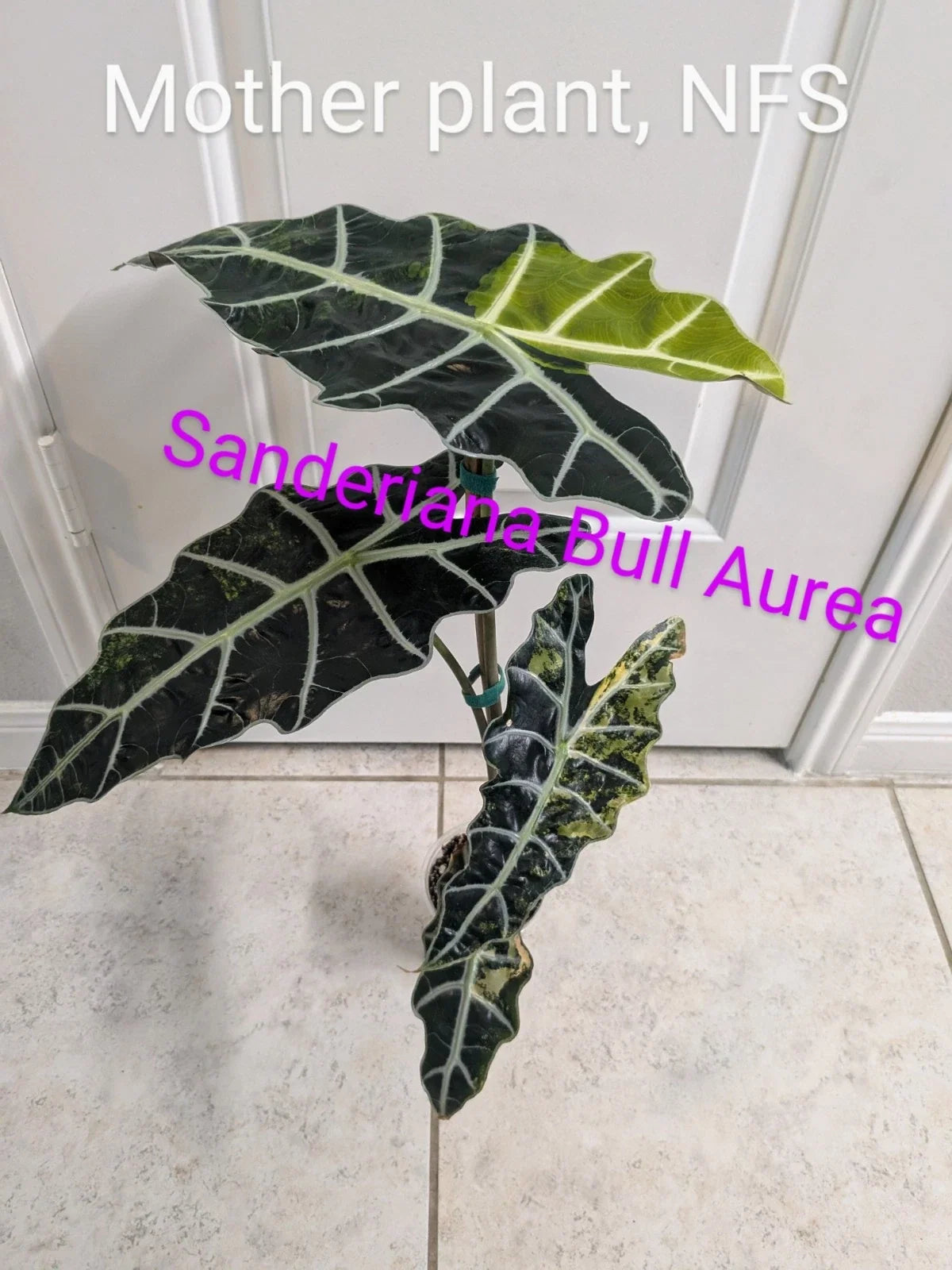 Rare Variegated Alocasia Sanderiana Bull 'Aurea' - 1 Corm - Tropical Houseplant for Collectors