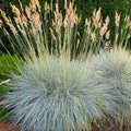 Blue Fescue Grass Seeds 300+ Seeds - Festuca glauca - Drought-Tolerant Ornamental Grass for Gardens and Landscapes