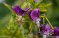 25+ Conny Broe Geranium Seeds for Garden Planting, Pelargonium × hortorum, USA, Non-GMO, Free Shipping