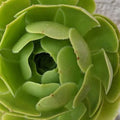 AEONIUM ARBOREUM Potted 4" Green Rose Plant - Succulent Indoor Garden Decor