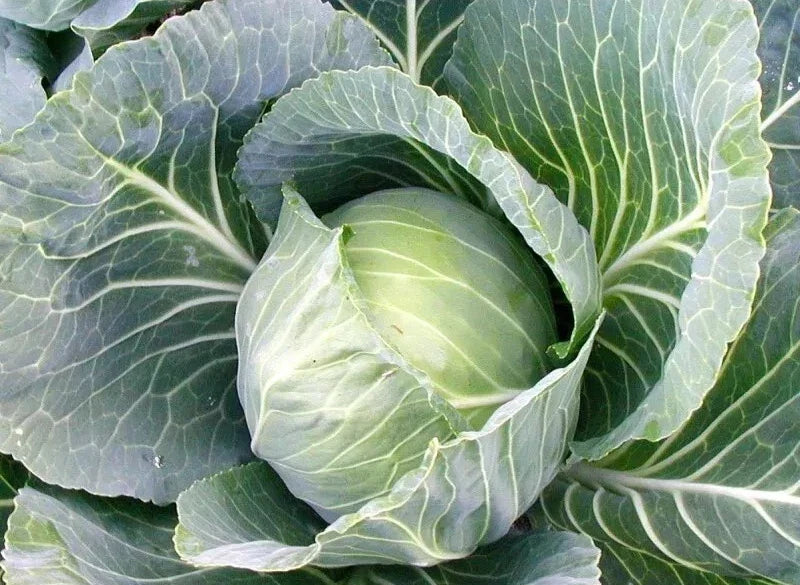Cabbage Seeds - 200+ Heirloom Early Jersey Wakefield - NON GMO - Fresh Seed Pack
