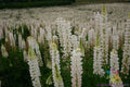 Russell White Lupine Seeds - 25+ Pack for Garden Planting - Lupinus polyphyllus - USA Grown