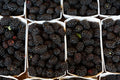 Organic Ouachita Thornless Blackberry Cuttings - 6" Long - 4 Count - Rubus fruticosus