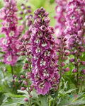Bee Delphinium Seeds - 200+ Pink & White Variety - Delphinium spp. - Perfect for Garden Planting - USA Grown