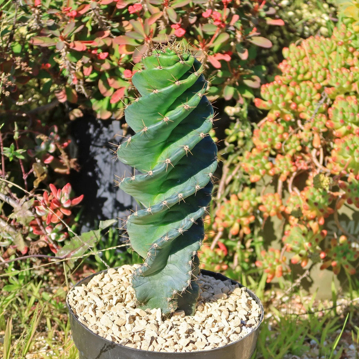 Spiral Cactus Plant - Cereus forbesii 'Spiralis' - Live Cacti Succulent for Home Decor, Indoor Gardening