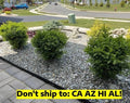 Wintergreen Boxwood Shrub 1 Gal Pot Outdoor Evergreen Garden Plant Buxus sinica