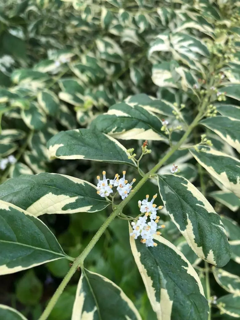 Callicarpa Cuttings 6-8" Long Albifructa 'Duet' Purple Beautyberry Plant