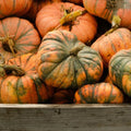 Speckled Hound Pumpkin Seeds - 25+ Count for Garden Planting - Cucurbita pepo - USA Origin