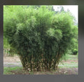 Fountain Bamboo Plant - 18-24” Clumping Non-Invasive Cold Hardy - Fargesia
