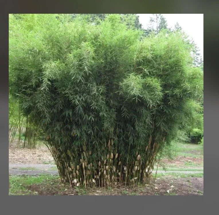 Fountain Bamboo Plant - 18-24” Clumping Non-Invasive Cold Hardy - Fargesia