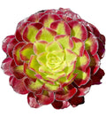Rare Variegated Aeonium Mardi Gras Succulent Cutting 3-4 Inches - Live Plant for Home Decor, Garden, or Collection