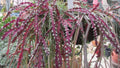 Rhipsalis Cutting 10" Long Red Clone Cactus Lepismium Cruciforme - Succulent Houseplant for Indoor Gardening